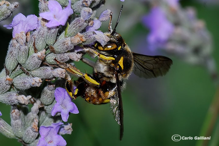 Anthidium sp. (Apidae Megachilinae)